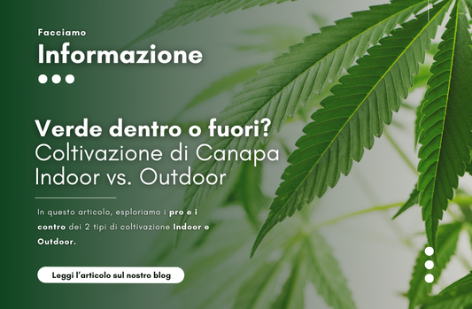 Verde dentro o fuori? Esplorare la Coltivazione di Canapa Indoor vs. Outdoor”