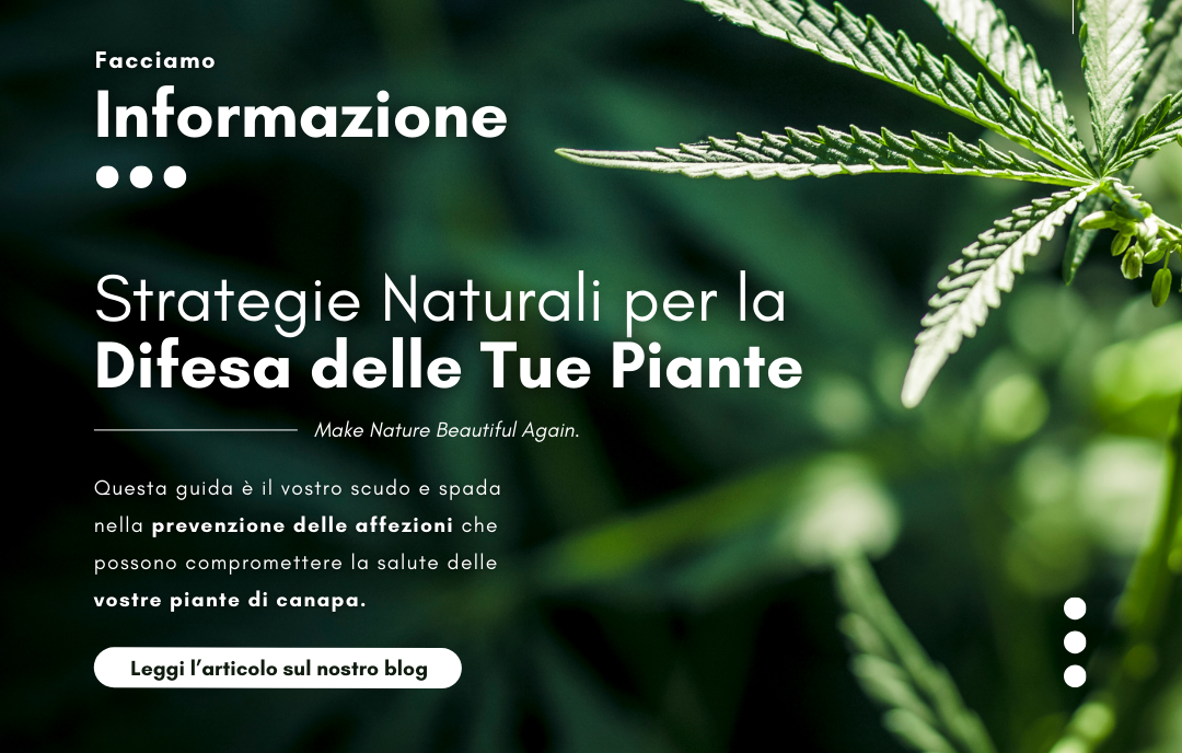 Strategie Naturali per la Difesa delle Tue Piante di Canapa