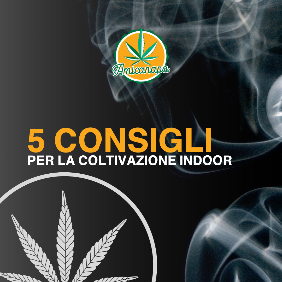 5 Pilastri Fondamentali per una Coltivazione Indoor di Canapa di Successo