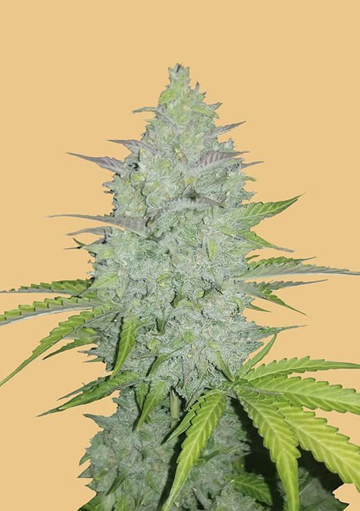 FAST BUD Cheese Auto