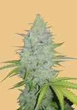 FAST BUD Cheese Auto