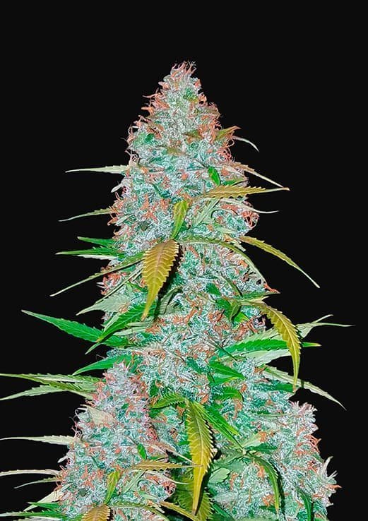 Californian Snow Auto FAST BUD