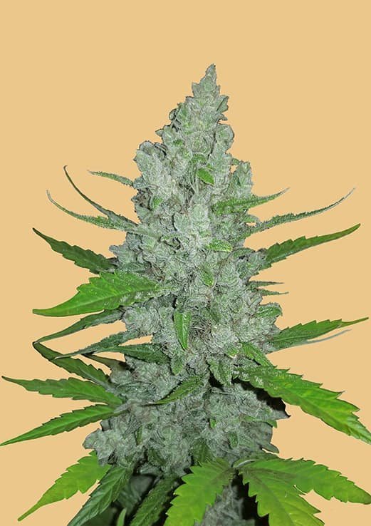 Sour Diesel Auto