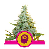 ROYAL QUEEN SEEDS AMG - Amnesia Mac Ganja