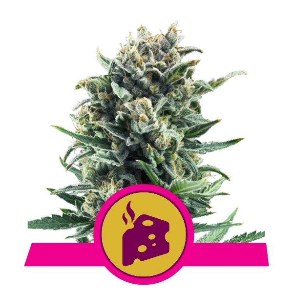 Blue Cheese ROYAL QUEEN SEEDS