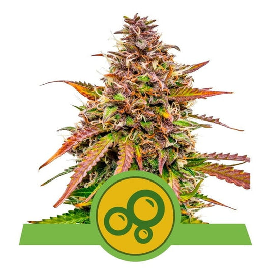 Bubble Kush Automatic ROYAL QUEEN SEEDS