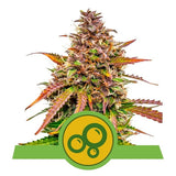 Bubble Kush Automatic ROYAL QUEEN SEEDS