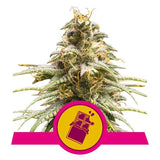 ROYAL QUEEN SEEDS Chocolate Haze