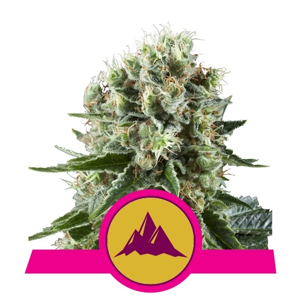 ROYAL QUEEN SEEDS Critical Kush