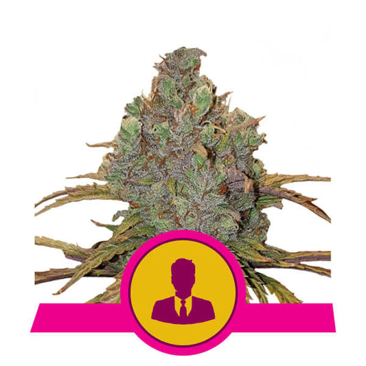 Royal Queen Seeds - El Patron