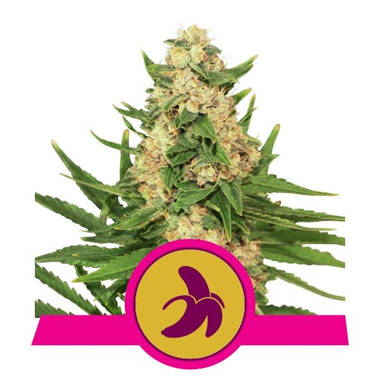 ROYAL QUEEN SEEDS Fat Banana