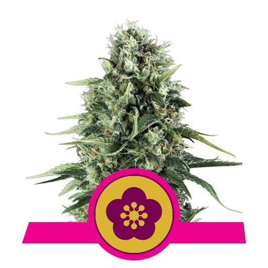 Power Flower